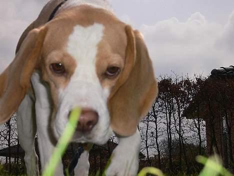 Beagle Molly billede 6