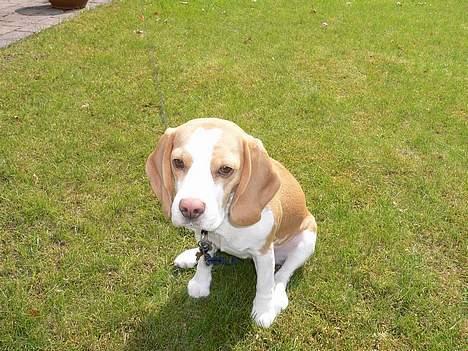 Beagle Molly billede 7