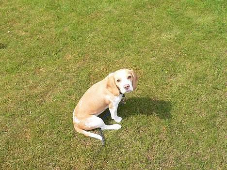 Beagle Molly billede 9