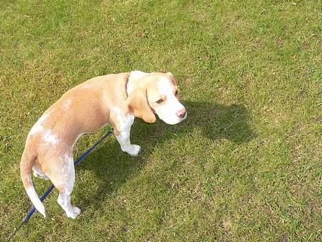 Beagle Molly billede 10