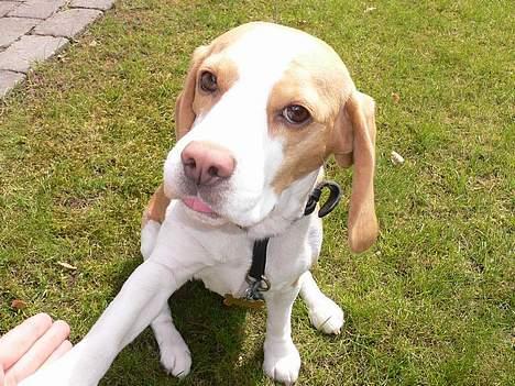 Beagle Molly billede 11