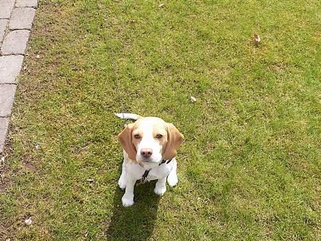 Beagle Molly billede 12