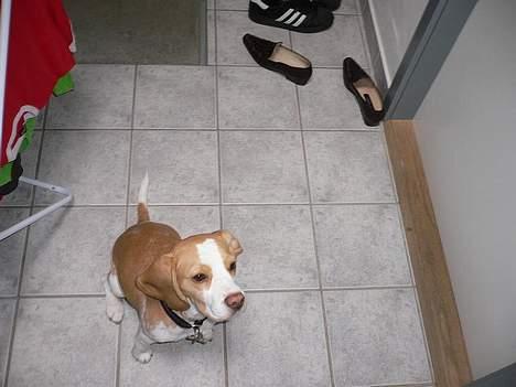 Beagle Molly billede 13