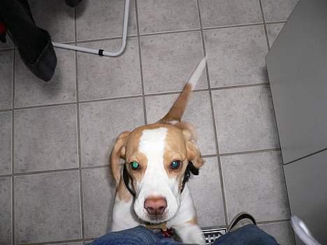 Beagle Molly billede 14