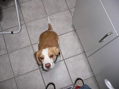 Beagle Molly billede 15