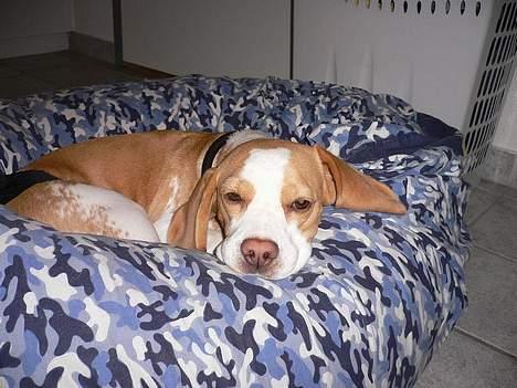 Beagle Molly - Ligger og blunder, med bukserne på.  billede 16