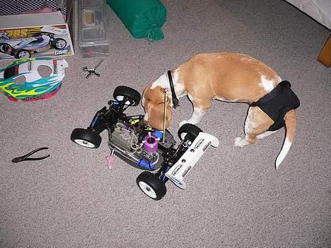 Beagle Molly - Snuser lidt til min nye racer :o) billede 17