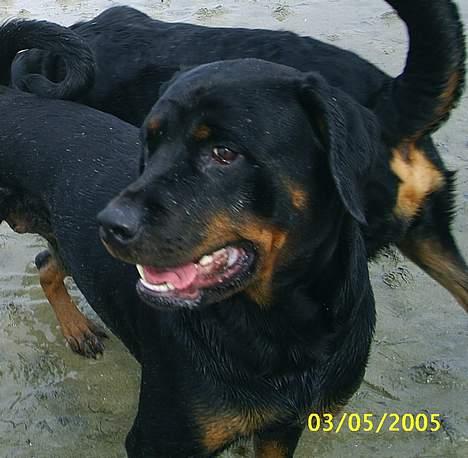 Rottweiler Tiny *18-12* - Våde Tiny 3 maj 2005 billede 14