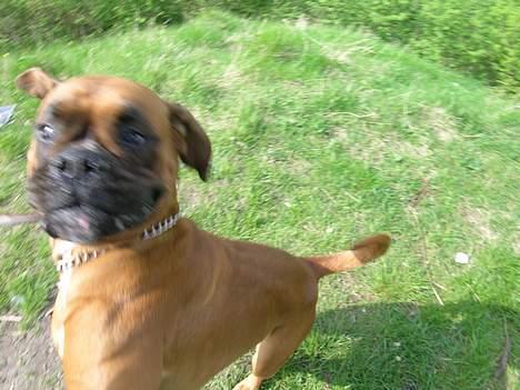 Boxer theatris/thea R.I.P.  :,( billede 4