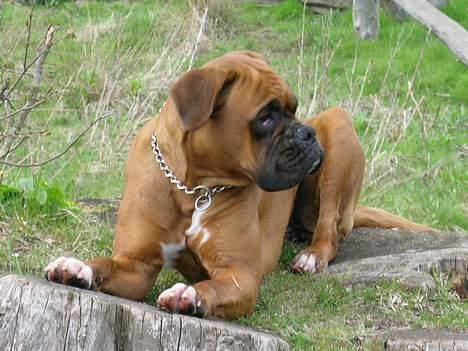 Boxer theatris/thea R.I.P.  :,( billede 5