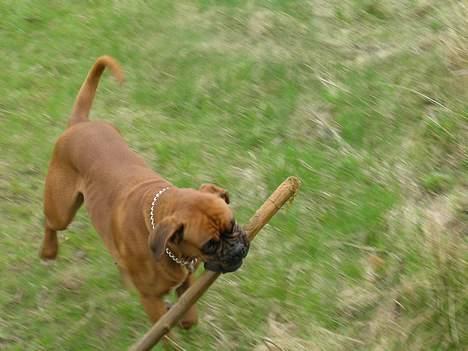 Boxer theatris/thea R.I.P.  :,( billede 6