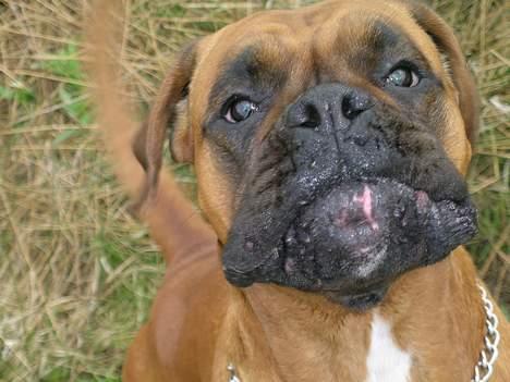Boxer theatris/thea R.I.P.  :,( billede 7