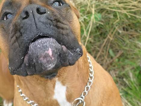 Boxer theatris/thea R.I.P.  :,( billede 8