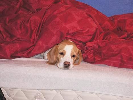 Beagle Molly - Halvsover... Og grynter/snorker :) billede 18