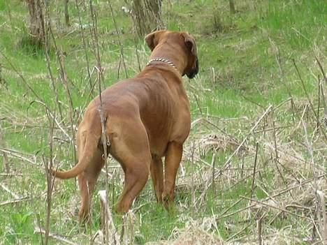 Boxer theatris/thea R.I.P.  :,( billede 9