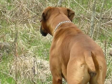 Boxer theatris/thea R.I.P.  :,( billede 10