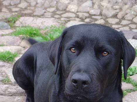 Labrador retriever Rasmus billede 1