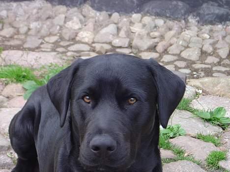 Labrador retriever Rasmus billede 2
