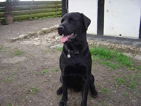 Labrador retriever Rasmus billede 3