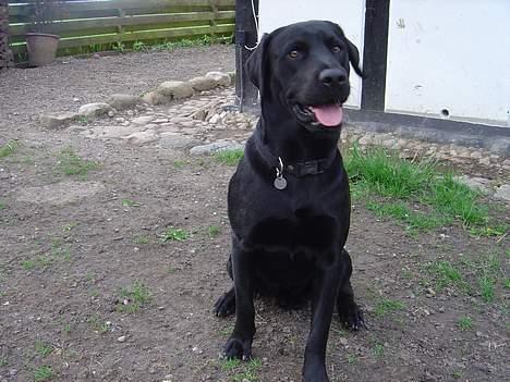 Labrador retriever Rasmus billede 4