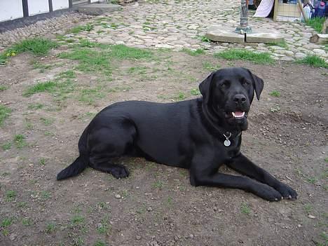 Labrador retriever Rasmus billede 5