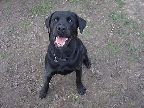 Labrador retriever Rasmus billede 6