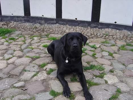 Labrador retriever Rasmus billede 7