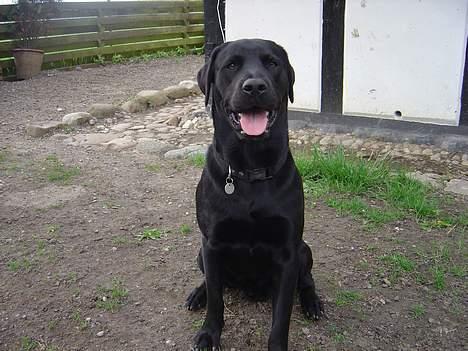 Labrador retriever Rasmus billede 8