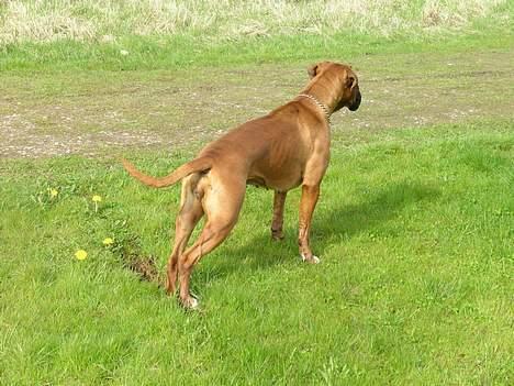 Boxer theatris/thea R.I.P.  :,( billede 11