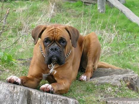 Boxer theatris/thea R.I.P.  :,( billede 12