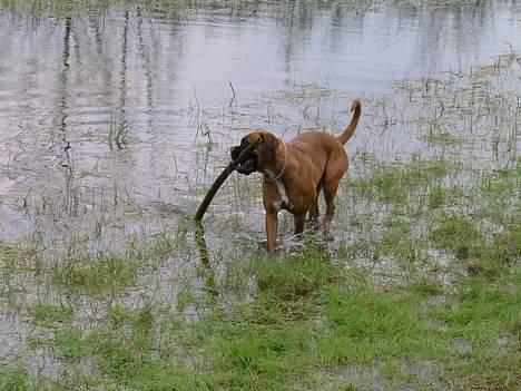 Boxer theatris/thea R.I.P.  :,( billede 13