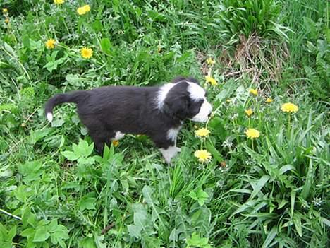 Bearded collie Megan billede 5