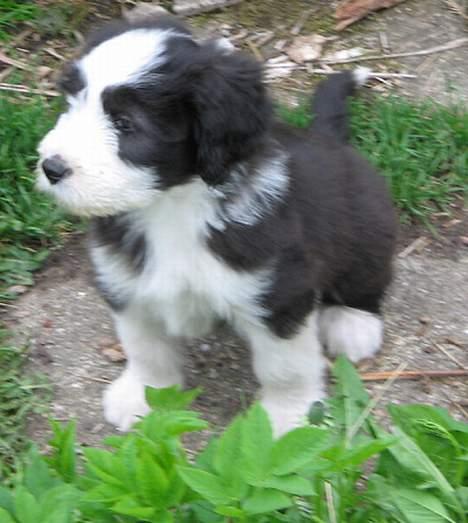 Bearded collie Megan billede 6