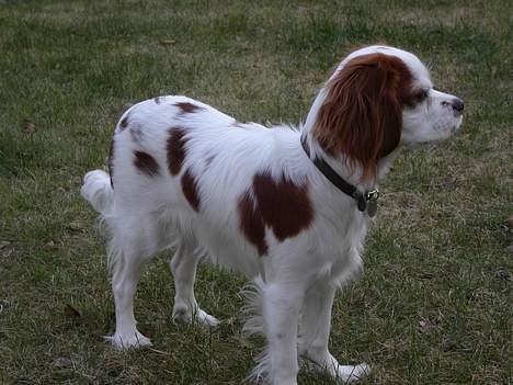 Cavalier king charles spaniel Misser - Altid parat til narrestreger.... billede 1