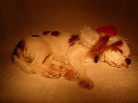 Cavalier king charles spaniel Misser - Åh, it´s hårdt to be a nisse-hund! billede 2