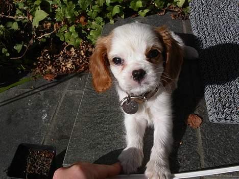 Cavalier king charles spaniel Misser - I mine unge dage billede 3