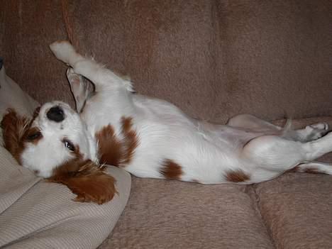 Cavalier king charles spaniel Misser - Dejlig afslappet..... billede 4
