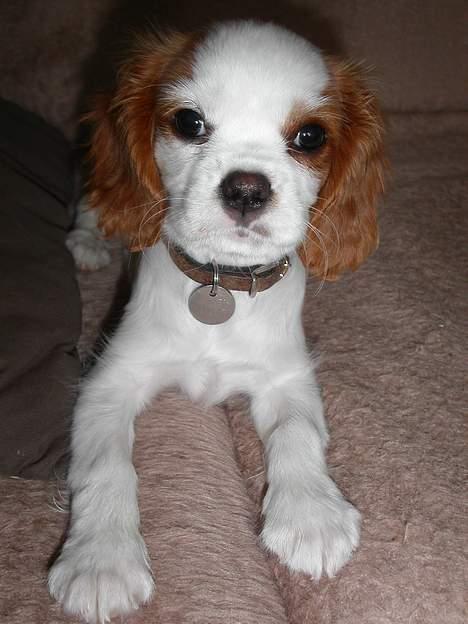 Cavalier king charles spaniel Misser - Klar til nye narrestreger.... billede 5