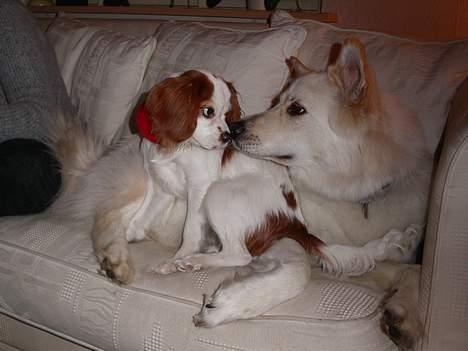 Cavalier king charles spaniel Misser - Sammen med "kusinen" Gaia billede 6