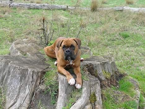 Boxer theatris/thea R.I.P.  :,( billede 14
