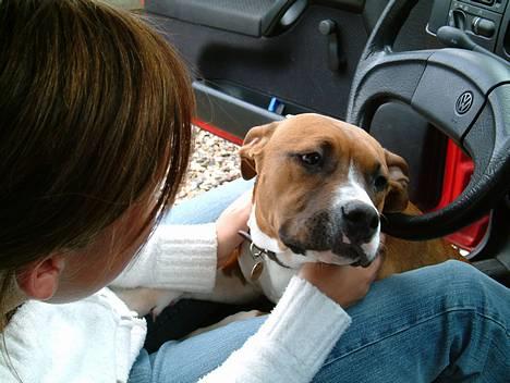 Amerikansk staffordshire terrier Arex - øv troede lige jeg skulle ud og køre.. billede 13