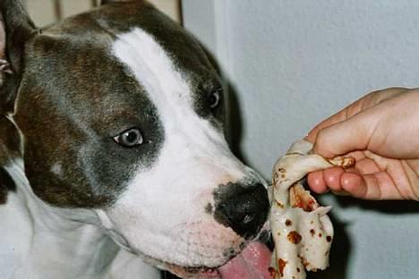 Amerikansk staffordshire terrier Jake - R.I.P  04/08-11  R.I.P billede 11