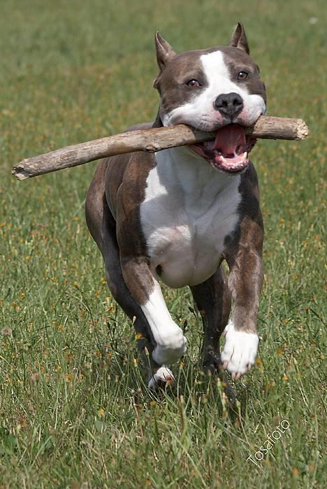 Amerikansk staffordshire terrier Jake - R.I.P  04/08-11  R.I.P billede 12