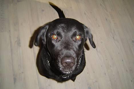 Labrador retriever Mille billede 15