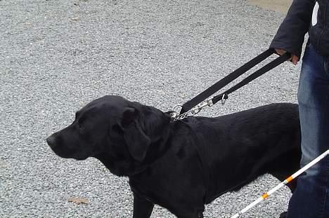 Labrador retriever Mille billede 16