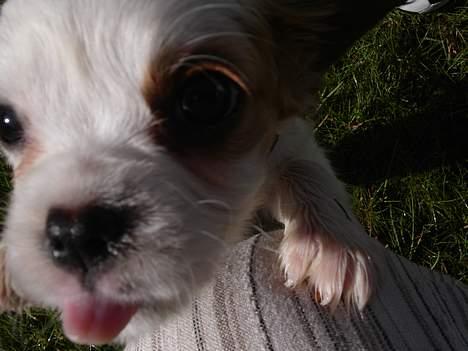 Cavalier king charles spaniel Misser - Ska´ du række tunge......?! billede 7