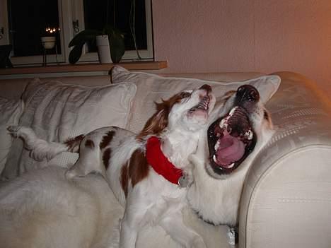 Cavalier king charles spaniel Misser - Får sig et godt grin sammen med kusine Gaia billede 8