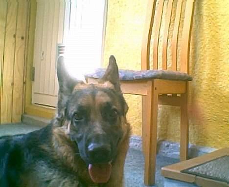 Schæferhund Ricko III - Her ser du Ricko alene ude i hvores gang, stakkels ricko, hehe billede 2