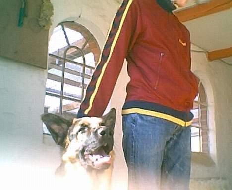 Schæferhund Ricko III - Her er Ricko igen med min storebror billede 3