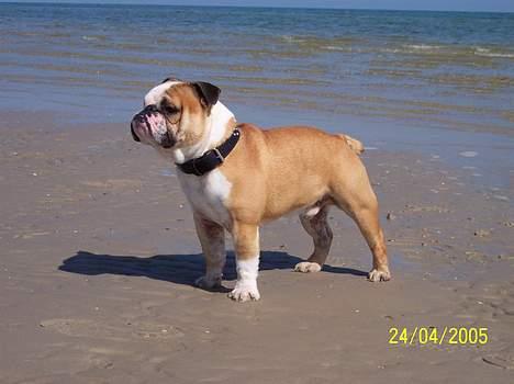 Engelsk bulldog Tsar - Tsar på stranden billede 11